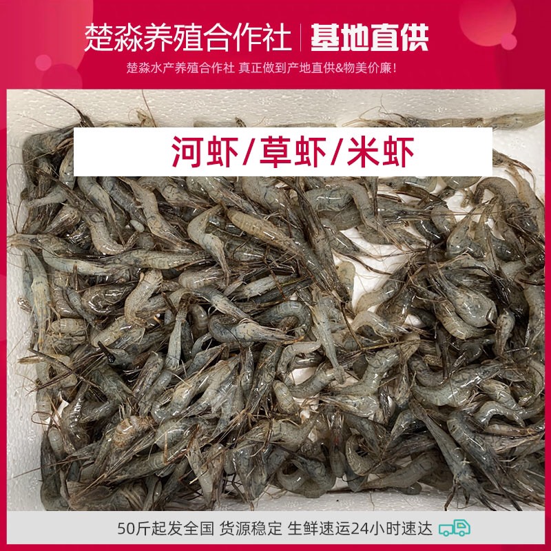 潜江市速冻草虾/米虾，清洗干净速冻50斤起发