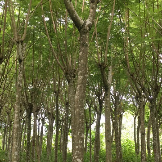 遂溪县黄花风铃木 出一些蓝花楹，15-25公分的。黄花风铃5公分左右的，有老板