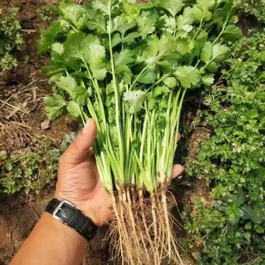 柳州柳江区 三都镇香菜基地