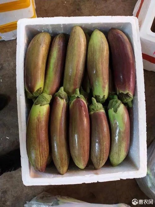 景洪市冰川茄 【精品】云南西双版茄子大量上市.质量好有需要的联系