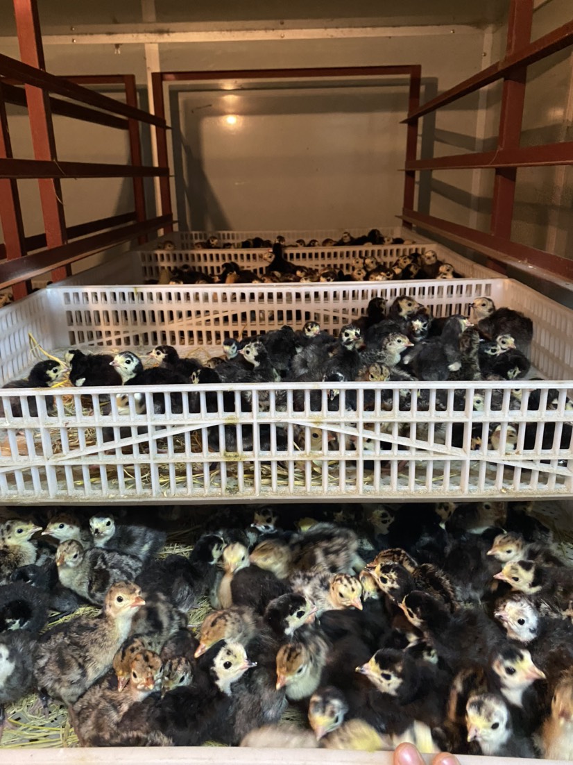 火鸡苗 品质保证，优质种苗