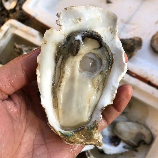 湛江 广东湛江台山鲜活生蚝 中蚝带壳新鲜脆肉蚝牡蛎整箱批发 产地发