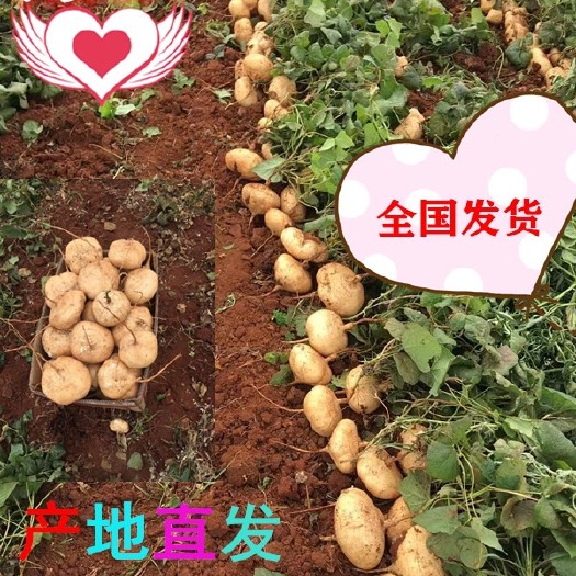 凉薯/脆口，甘甜，无渣，新鲜