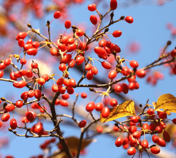 山茱萸树 山茱萸