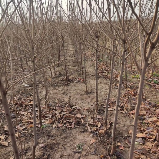 柿树苗 基地直发，定植柿子树有量，量大价优。