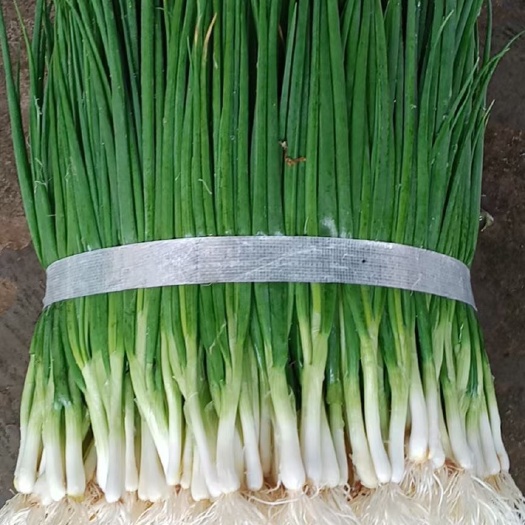 遂溪县 香葱  四季小葱