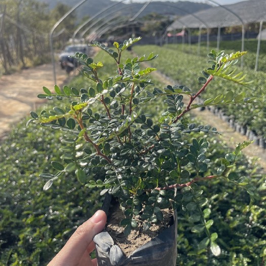 漳浦县胡椒木盆栽 胡椒木（清香木）