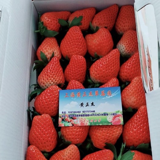 上海奶油草莓 香甜糯，绿色， 天然。健康，生态鲜果，美味营养
