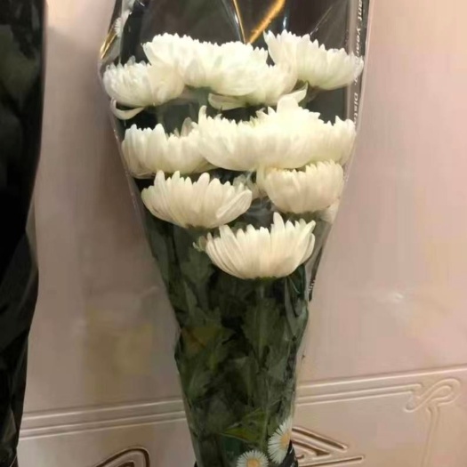 东海县菊花切花 祭奠白菊黄菊