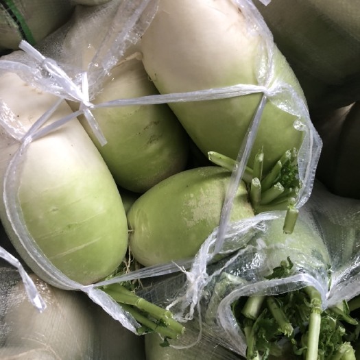 蒲江县青萝卜 水果萝卜