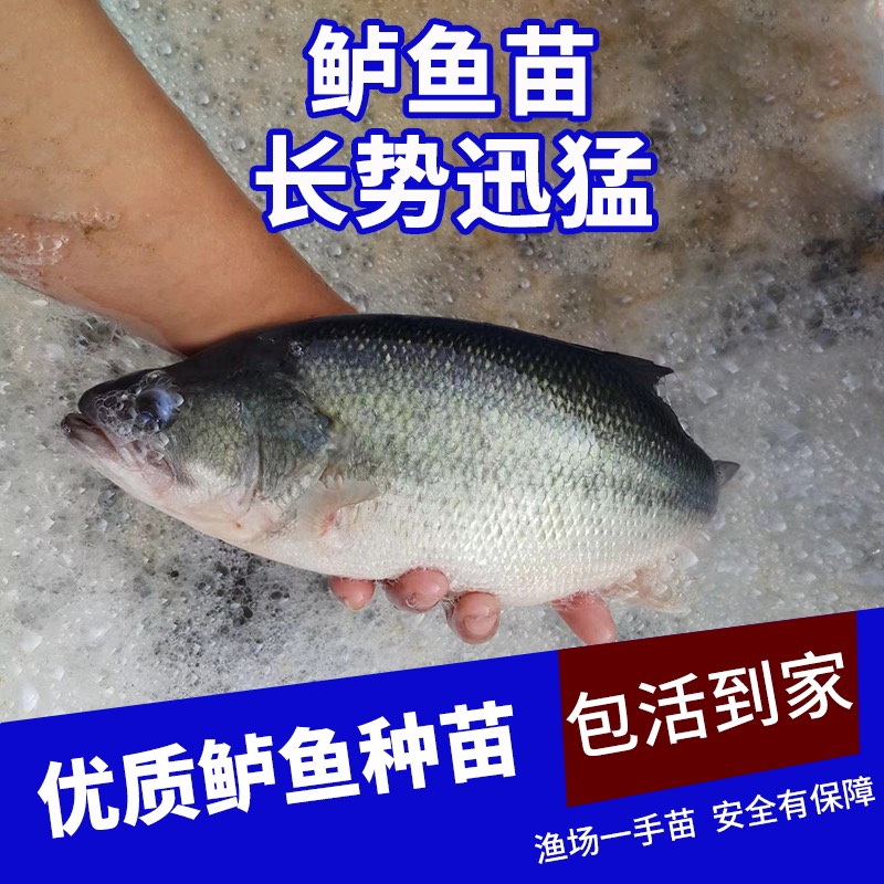 广州加州鲈鱼苗  已驯化吃料 鲈鱼水花  淡水鱼苗批发 包邮直达