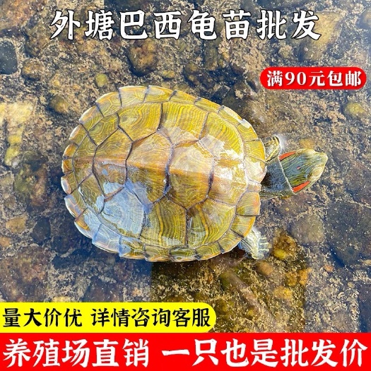 巴西龟，巴西龟苗，大量批发
