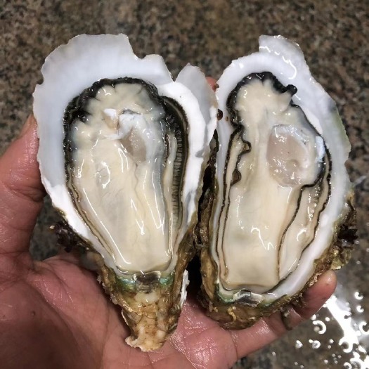 湛江长牡蛎 爽甜本地蚝 湛江深海中大蚝 鲜活商用生蚝大牡蛎整箱批发 产地
