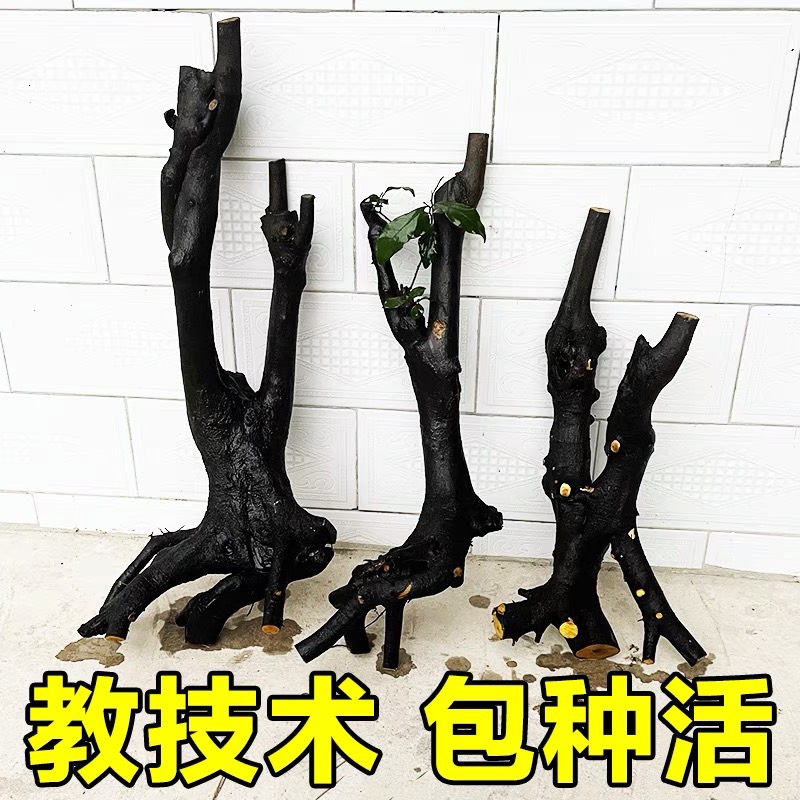 泸州 四川小山灌木金弹子老桩