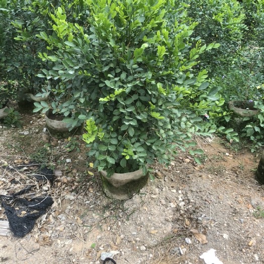揭阳 大量出售九里香毛球