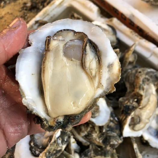 湛江台山生蚝 广东鲜活贝壳商用地摊烧烤湛江生蚝牡蛎带壳整箱 产地