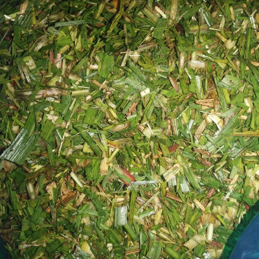 柳城县蔗尾青贮 甘蔗青储，含糖量高，有效预防其他不良症状