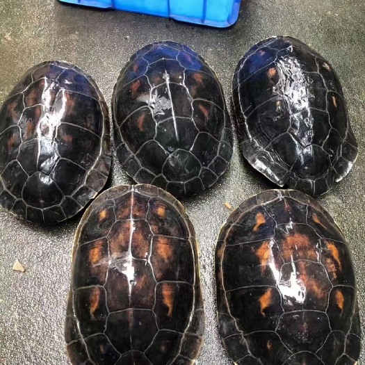 中华草龟  珍珠龟，六线龟，草龟，大量批发