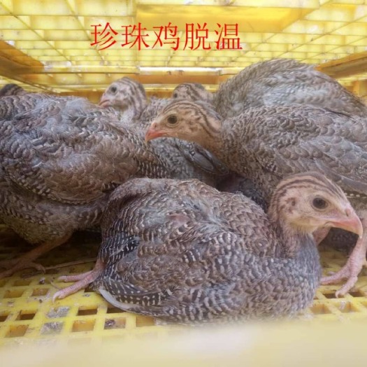 昆明珍珠鸡脱温苗 珍珠鸡苗正品保证脱温一个月的鸡苗全育苗脱过温