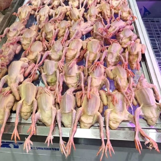 上海冰鲜乳鸽