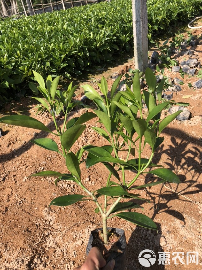 大量出售7斤袋非洲茉莉