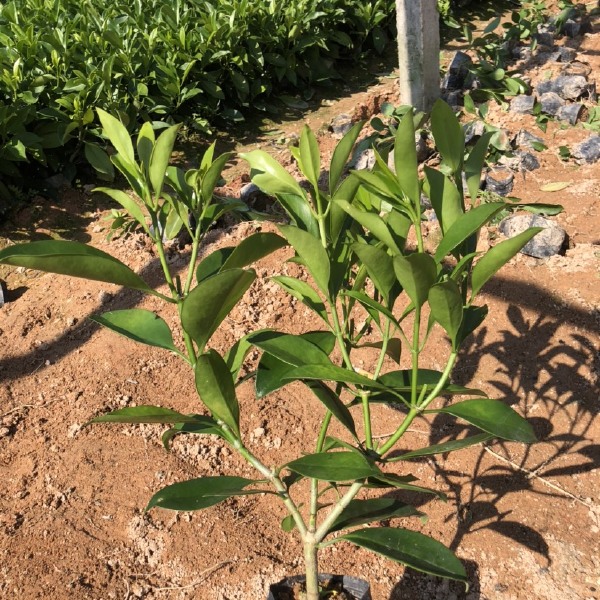 大量出售7斤袋非洲茉莉