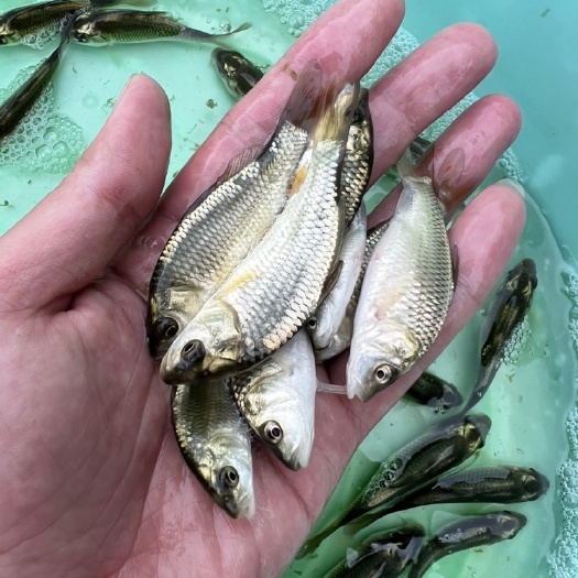 岩鲤鱼苗 金背鲤鱼苗！杂交改良品种，繁殖场直供，质量保证！