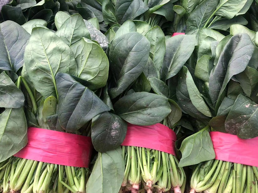 精品电商大叶菠菜 山东菠菜 质量好 做工好 包装 装车一条龙