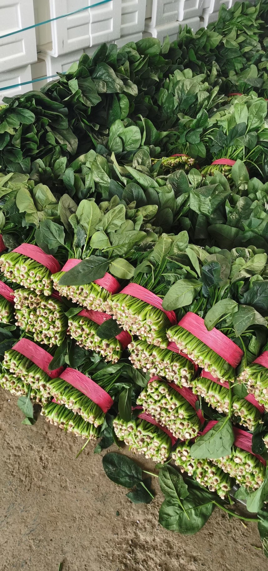 精品电商大叶菠菜 山东菠菜 质量好 做工好 包装 装车一条龙