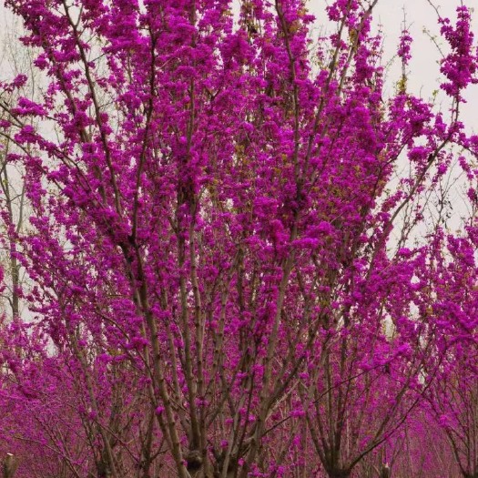 红花紫荆常年供应常规绿化苗紫荆花苗紫荆树适合道路小区庭院公园