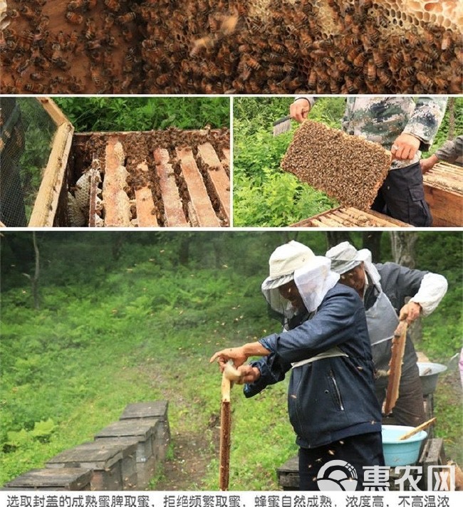 野蜂蜜 【蜜椴树雪蜜】黑蜂长白山纯正天然深山雪蜜椴树蜜土蜂蜜