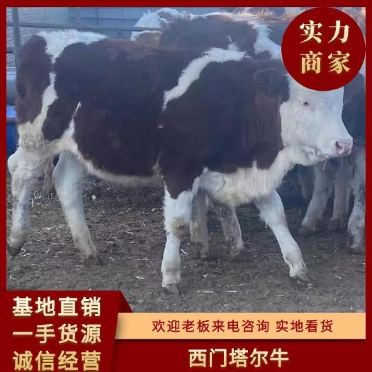 张北县常年出售西门塔尔牛苗，张北地处高寒地，牛抗病能力强适合新手