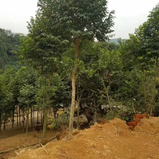 钦州 沉香树