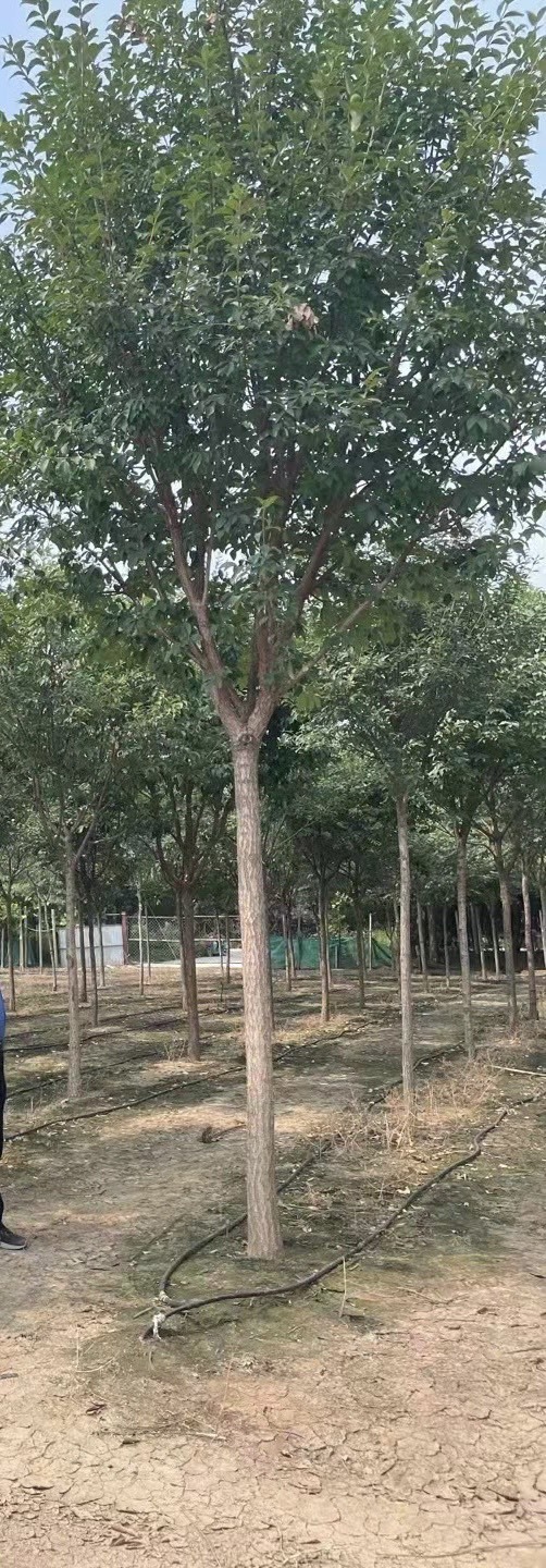 临沂流苏树 流苏