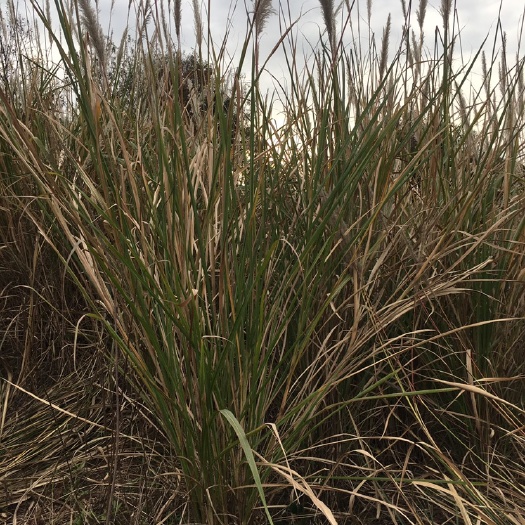 成都 固沙草、牧草、草粉、