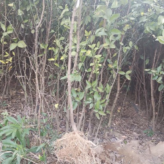  2年枳壳苗大量有货，需要的联系