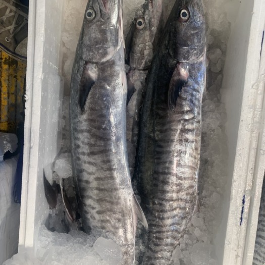  海南本地冰鲜马鲛鱼