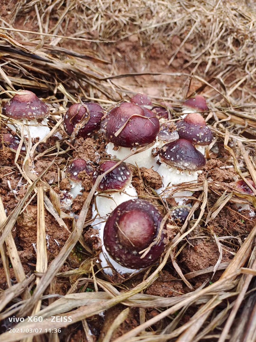 球盖菇赤松茸 干货 干净 无沙 电烤无硫