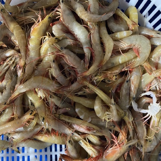 北海中国对虾 刚上岸新鲜