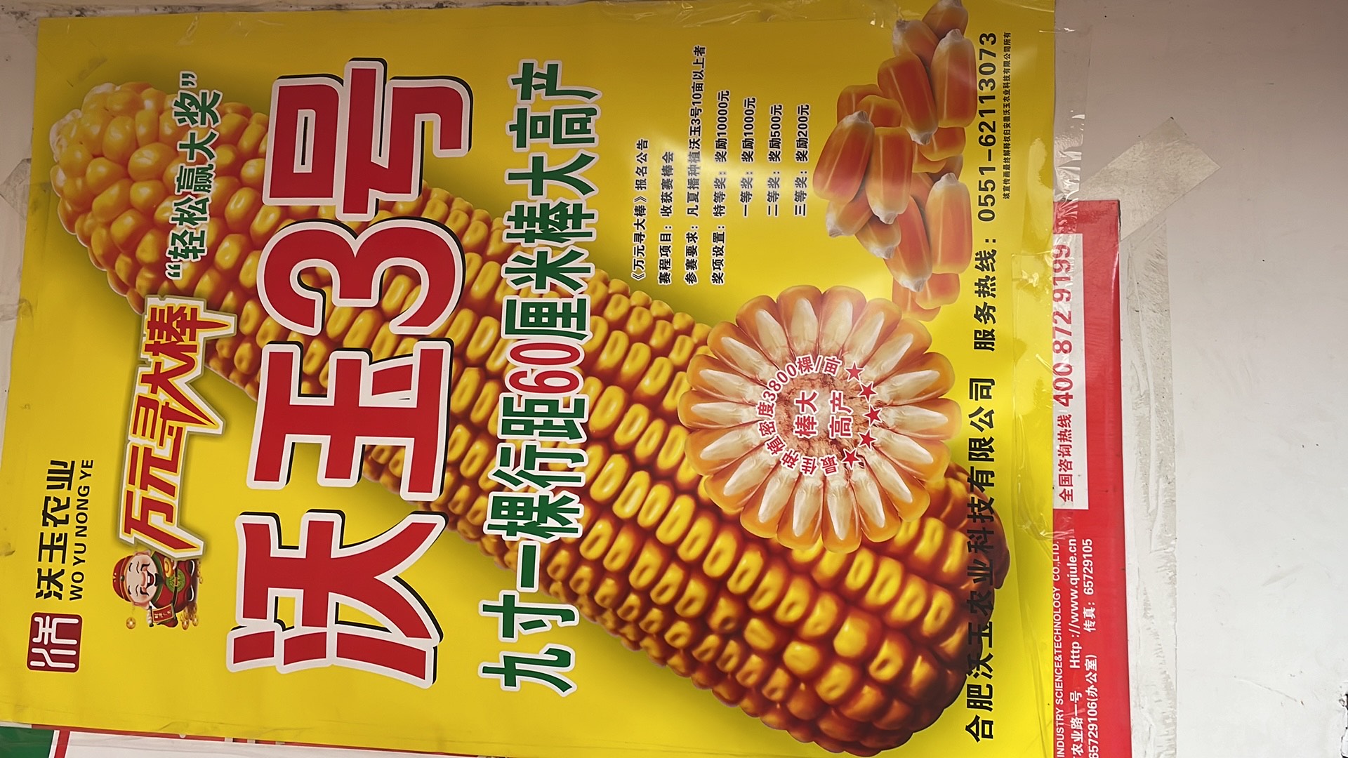 临泉县沃玉3号玉米种子 好地配好种，一年好收成