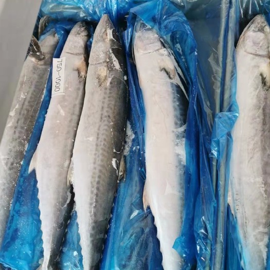 五莲县马鲛鱼 鲅鱼 大鲅鱼单条1-1.5斤以上 批发14.5一斤