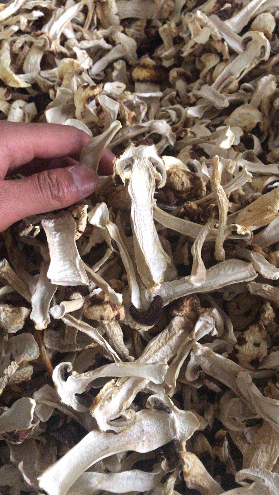 球盖菇赤松茸 干货 干净 无沙 电烤无硫