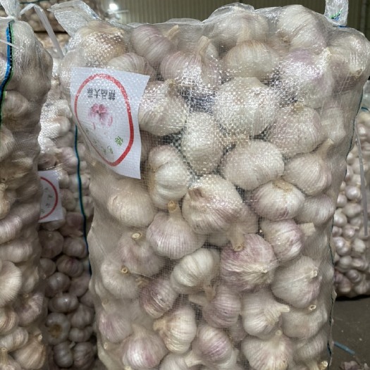 金乡县红皮蒜  红皮大蒜5.5精品大包装40/60斤每袋