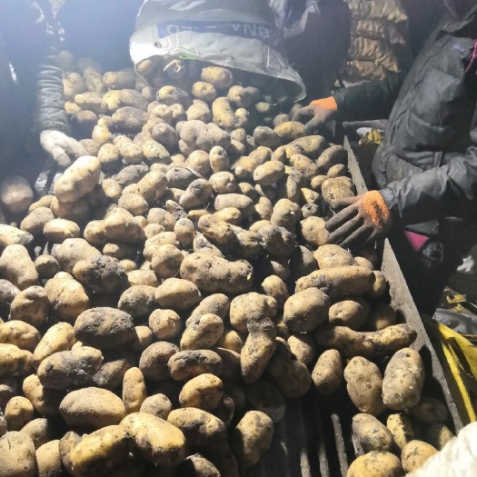 望奎县脱毒原种 荷兰十五 荷兰七 尤金885 黄金薯 种薯5号
