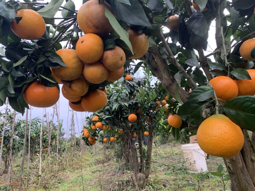 柑桔苗 爱媛42号 皮薄汁多味甜