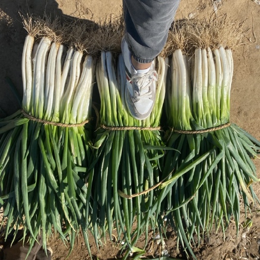 镇平县分葱 大量优质黑粉上市基地直供 专业种植基地 质量保证价格合