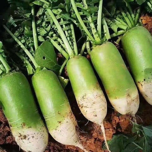 襄樊青萝卜  湖北襄阳萝卜绿皮萝卜大量供应