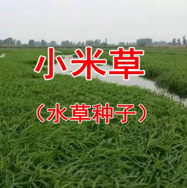 小米草种子水草养殖鱼虾蟹牧草耐水淹耐旱雀叶稗河南稷子高产