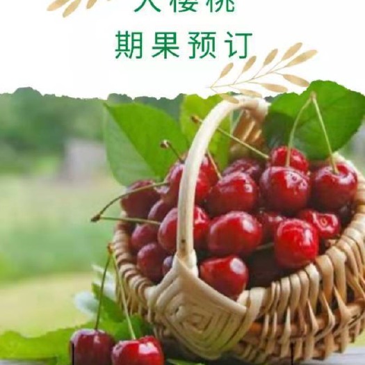 赤峰 内蒙大樱桃，年产量2万斤，元旦陆续成熟