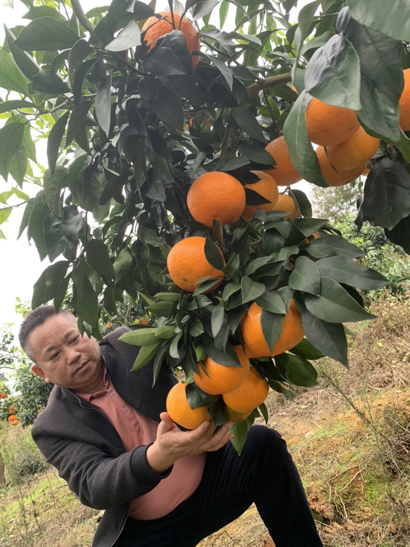 柑桔苗 爱媛42号 皮薄汁多味甜